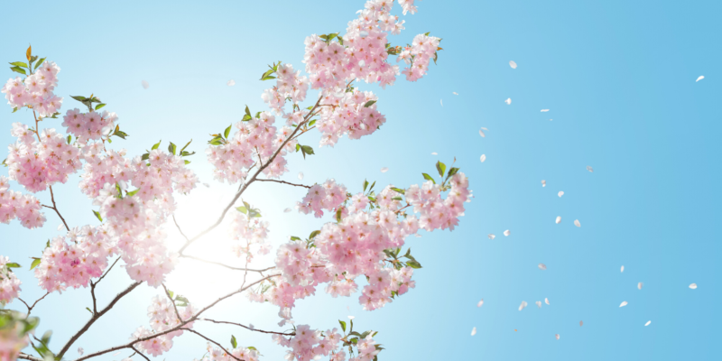 blue sky Apple blossom