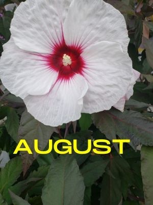August Hibiscus flower