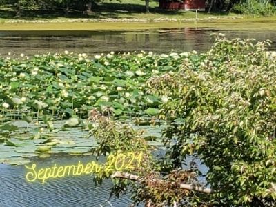 September Water lily's