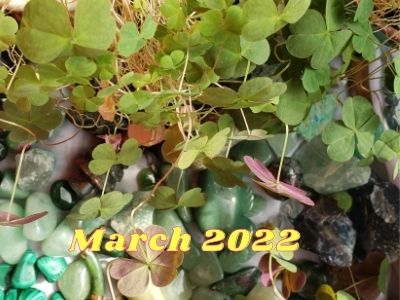 March 2022 showing crystals and shamrocks