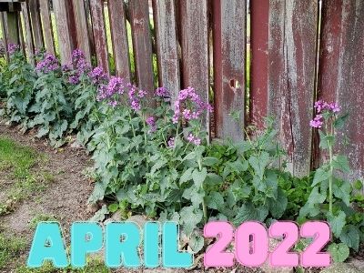 April 2022 with Money plants in background