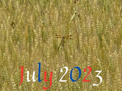 Dragonfly on Wheat in July 2023