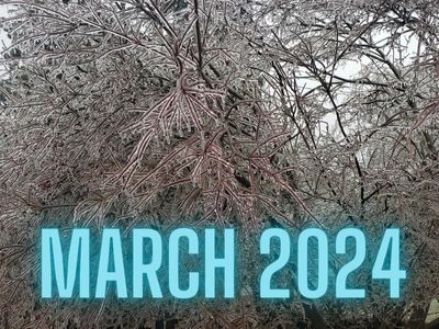 Frozen Branches March 2024
