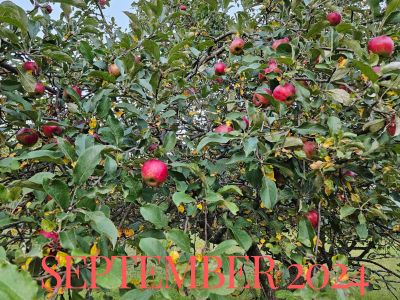 Apples on a tree