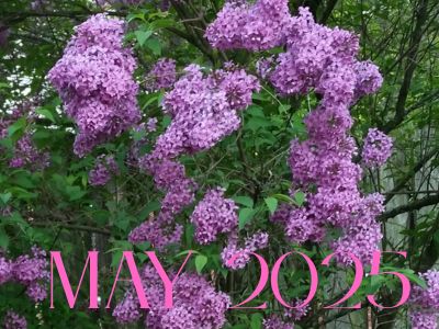 Lilacs in May