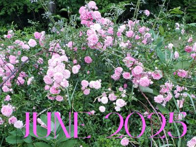 June 2025 Roses